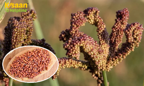 Finger millet (फिंगर मिलेट) (रागी)